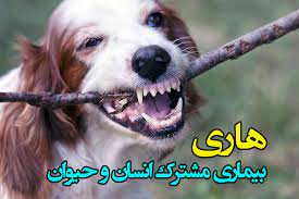 ۲ هزار و ۴۷۰ حیوان گزیدگی در استان مرکزی ثبت شد